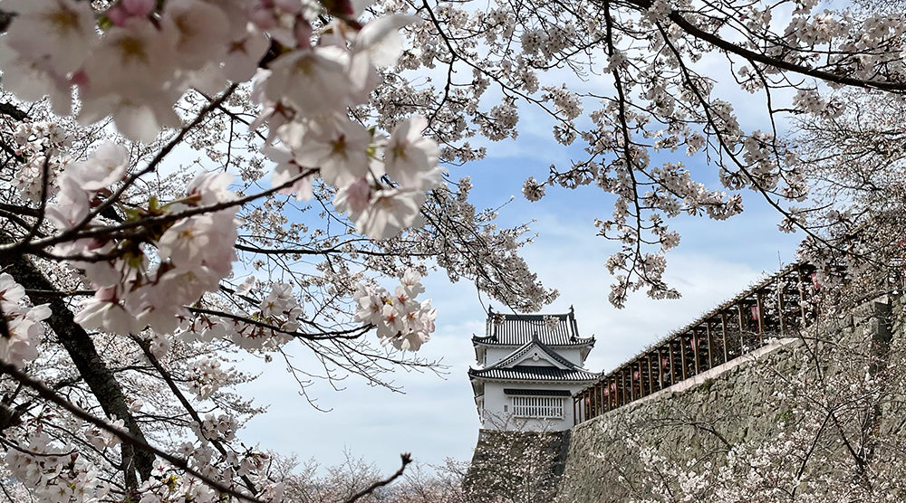 津山城の桜 – 多胡本家酒造場