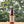 Load image into Gallery viewer, 津山ビール レモンケルシュ330ml (クール便)
